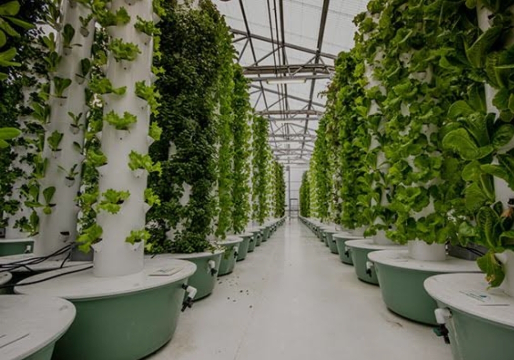 توسعه انتخاب سبز