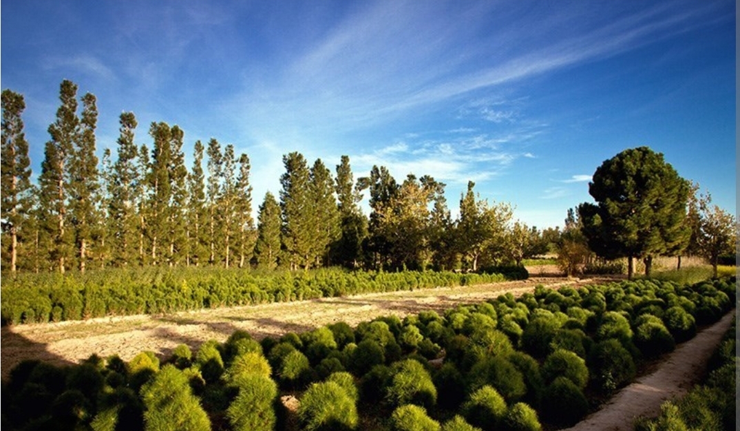 توسعه انتخاب سبز