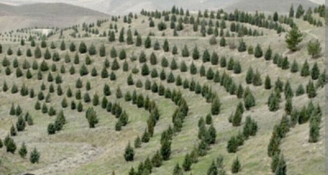 توسعه انتخاب سبز