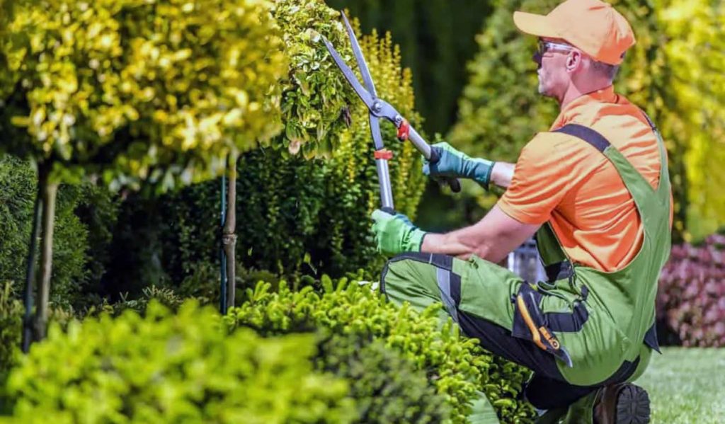 هرس درختان تهران