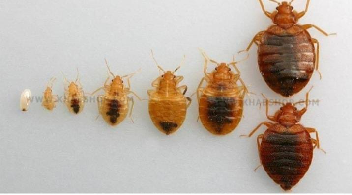 راحتسرای مهر آریا