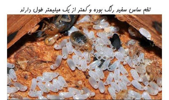 راحتسرای مهر آریا