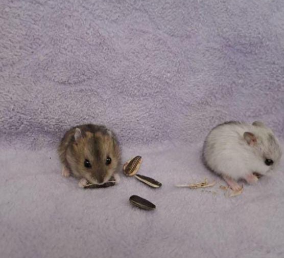 راحتسرای مهر آریا