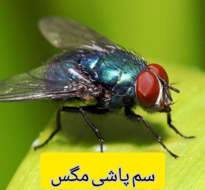 راحتسرای مهر آریا