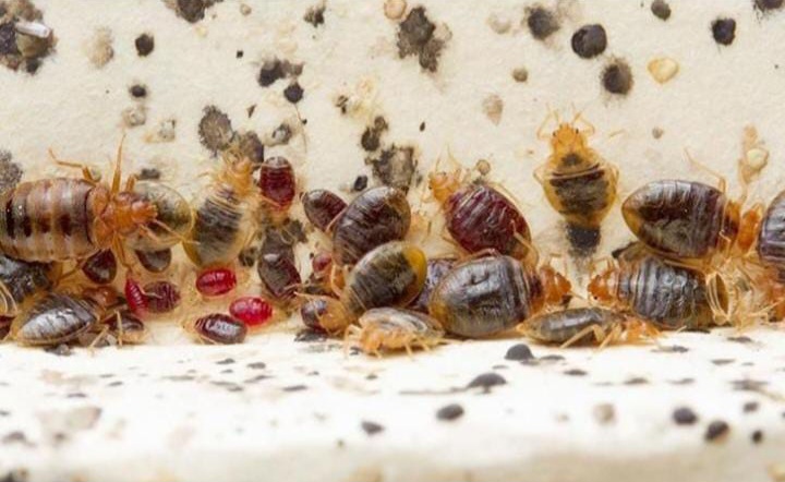 راحتسرای مهر آریا 