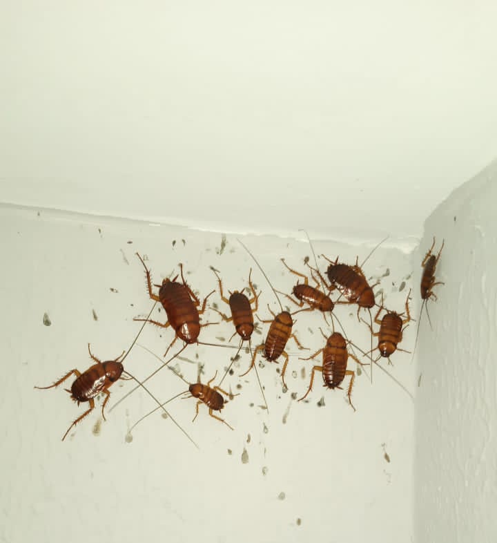 راحتسرای مهر آریا 