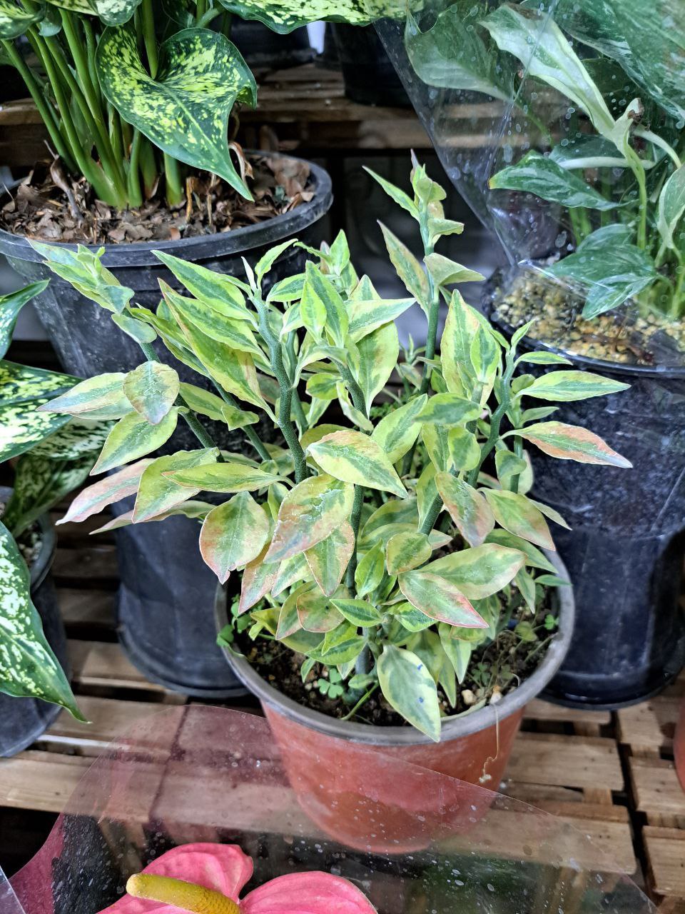 سرای گل نسترن