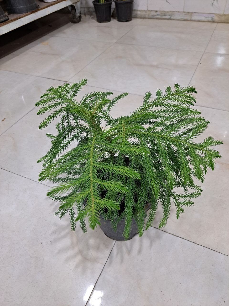 سرای گل نسترن 