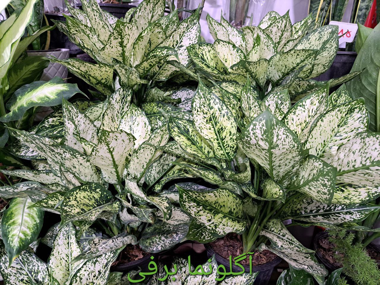 سرای گل نسترن 