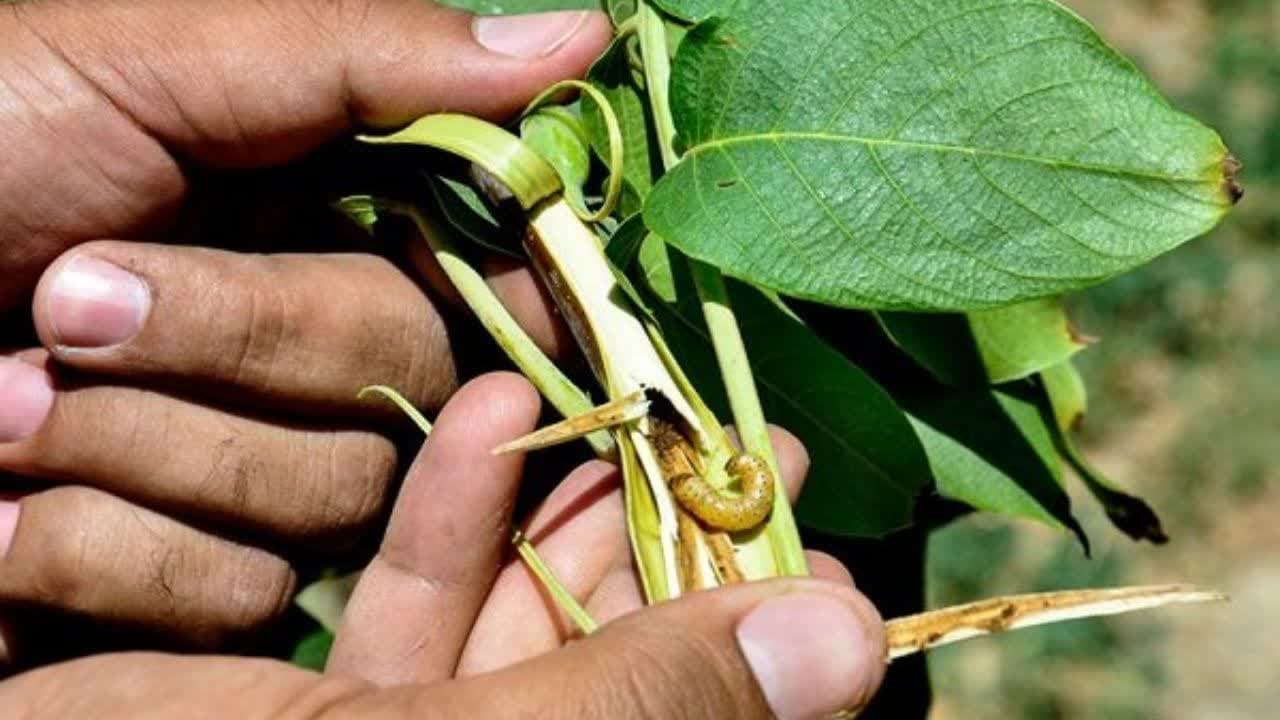 کود مایع ارگانیک