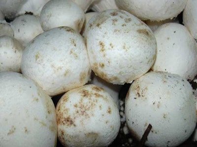 پرورش قارچ دکمه ای با مدرک فنی حرفه ای در کرج 