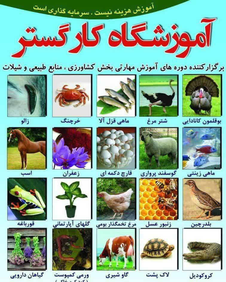 پرورش قارچ دکمه ای با مدرک فنی حرفه ای در کرج 