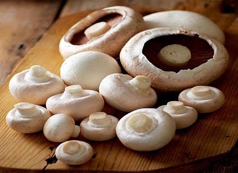 بهترین پرورشگاه قارچ در کرج