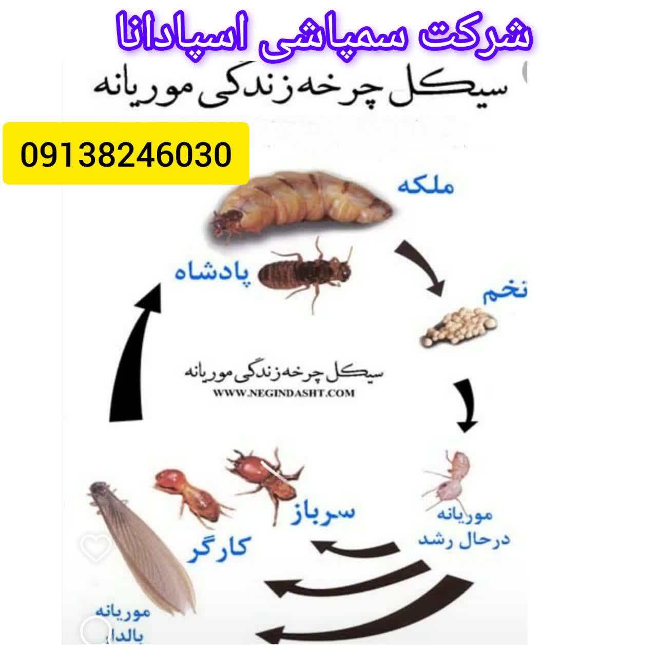 بهترین سم پاشی در فولادشهر