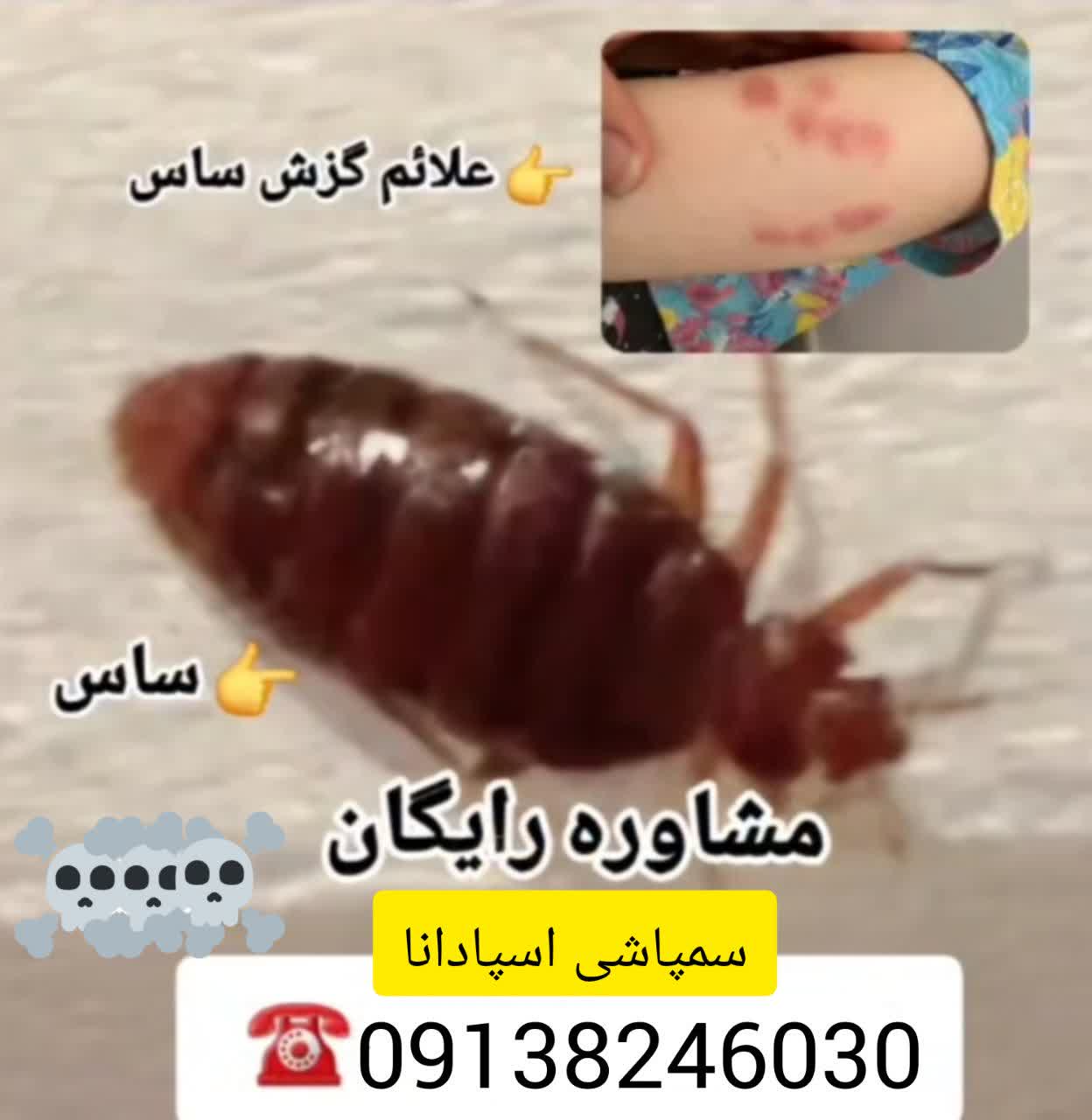 بهترین سم پاشی در فولادشهر