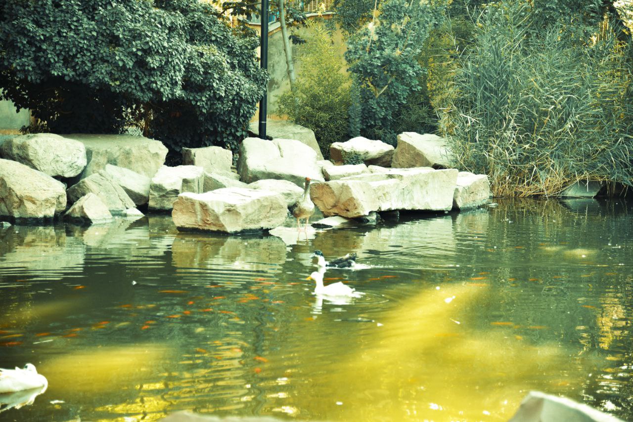 عکاسی قو در شیراز