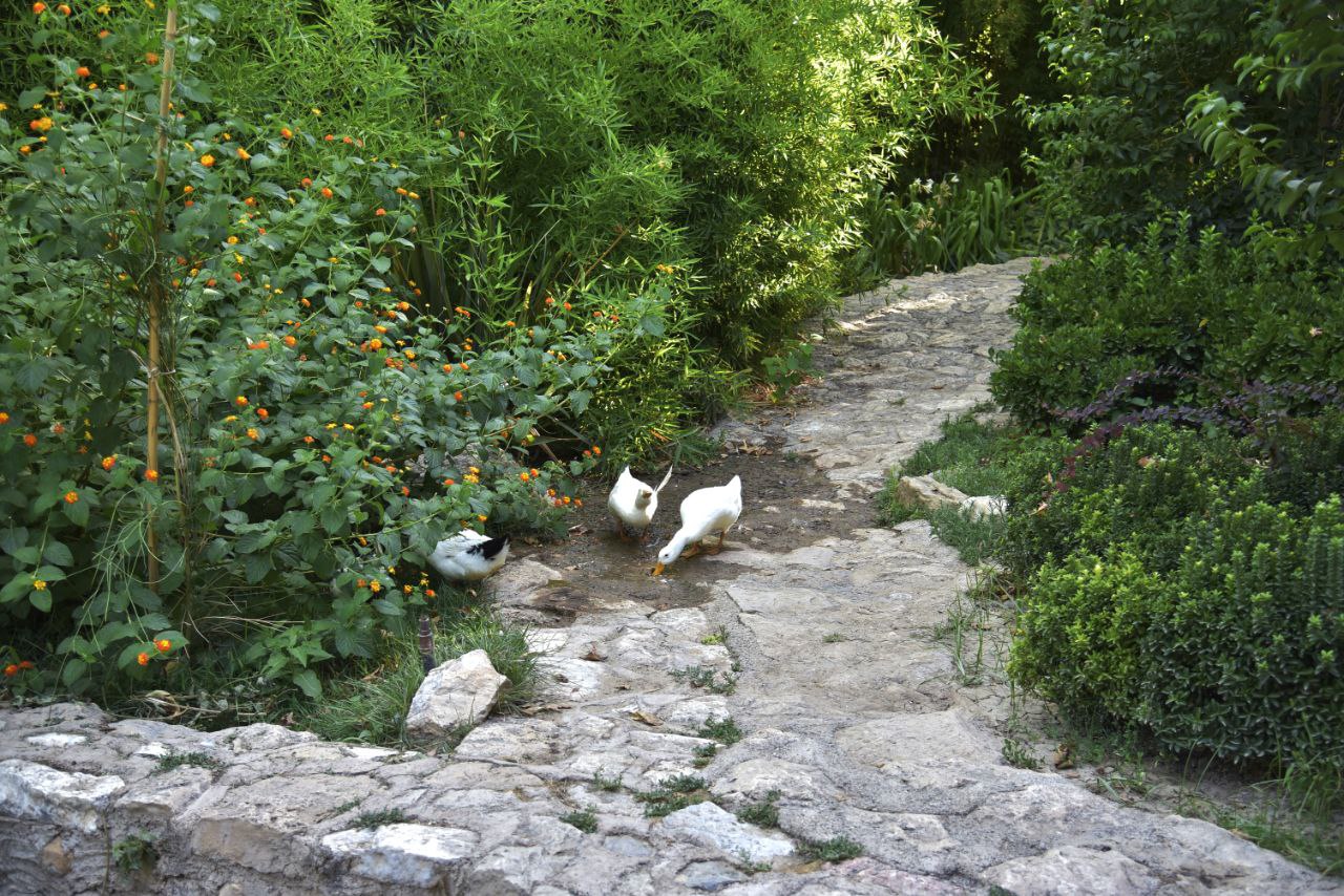 عکاسی اردک در فضای باز شیراز