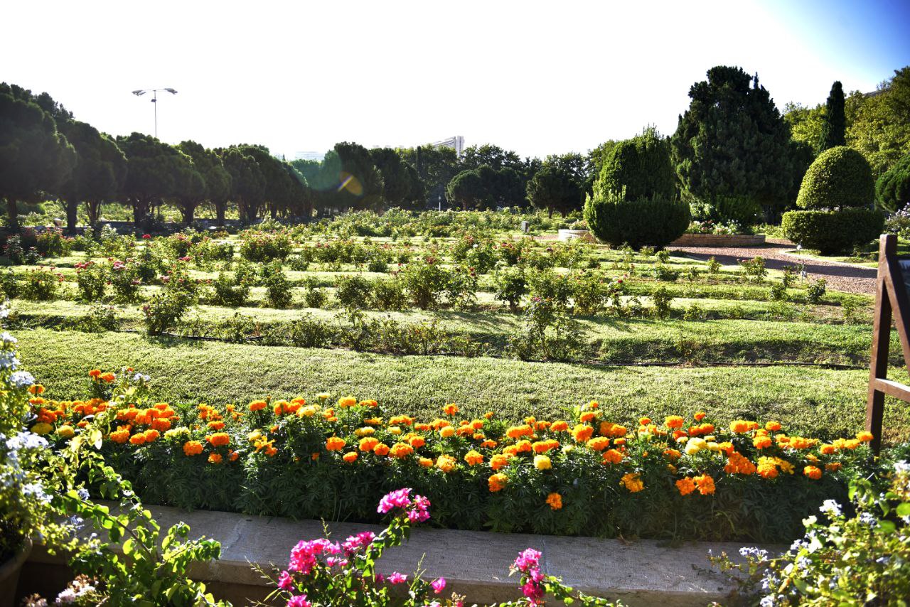 عکاسی گل در شیراز