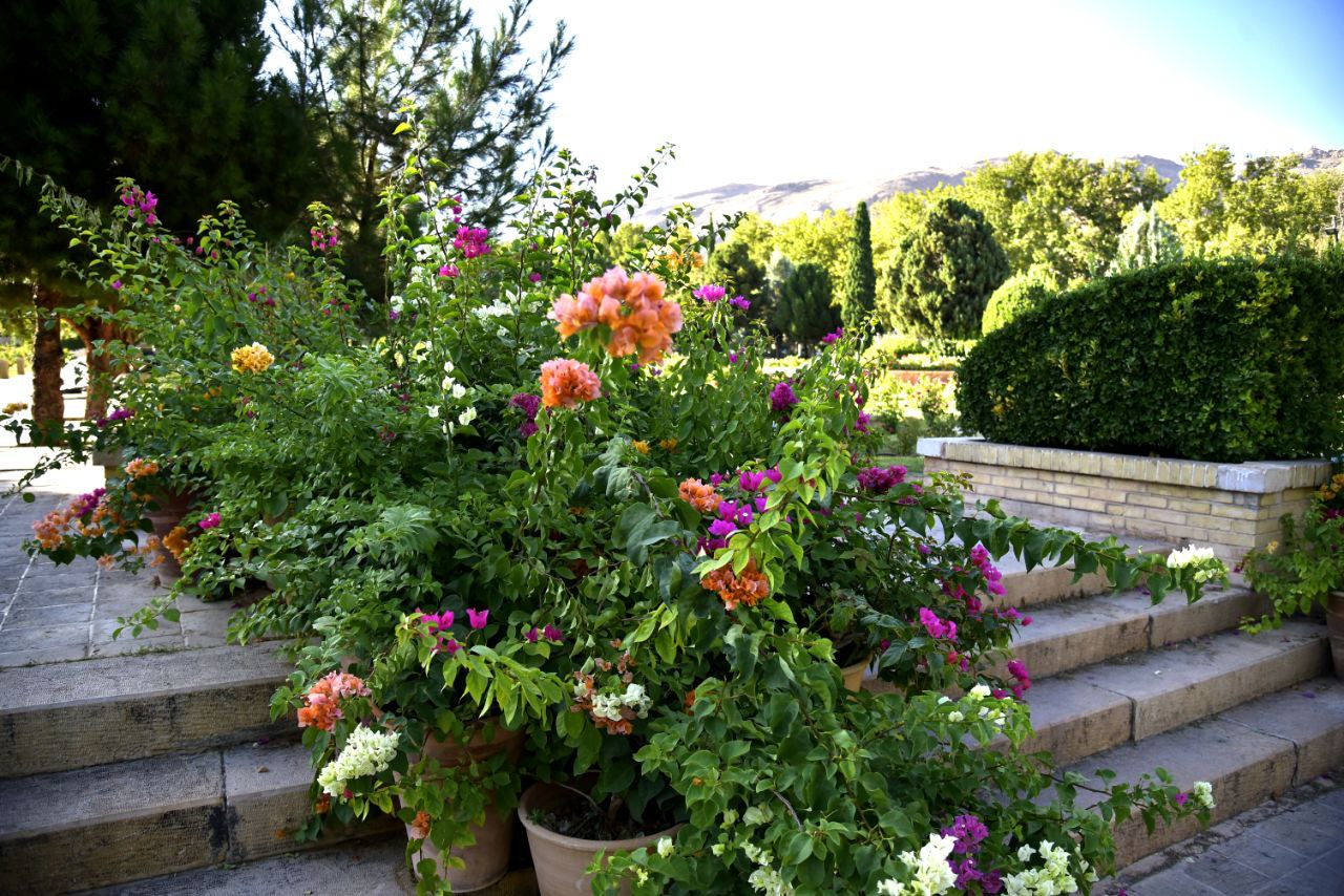 عکاسی گلهای رنگی در شیراز