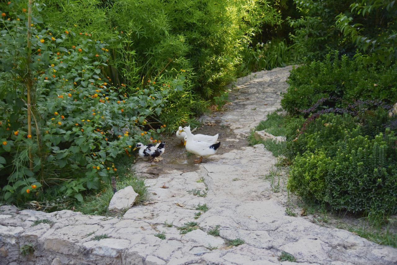 عکاسی اردک در فضای باز