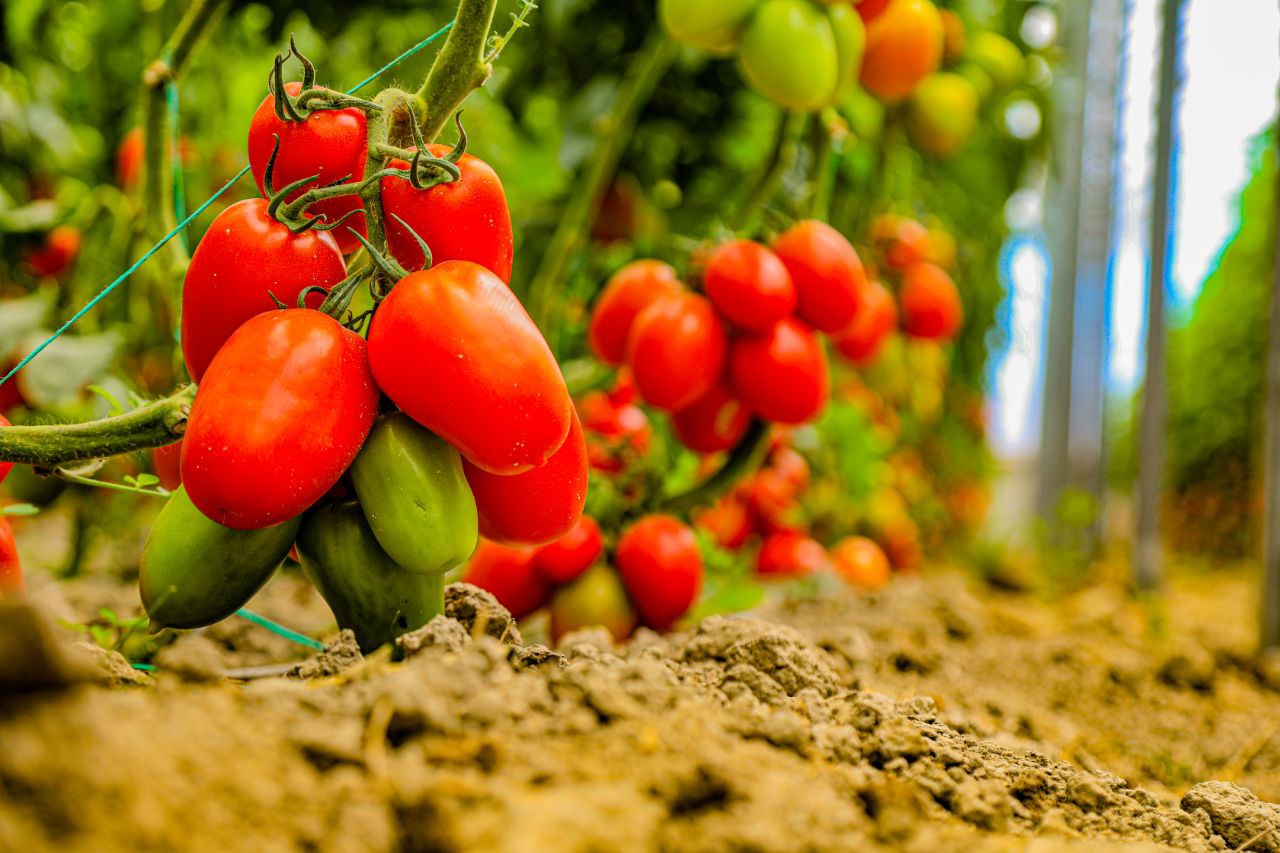 اردستان تیپ 