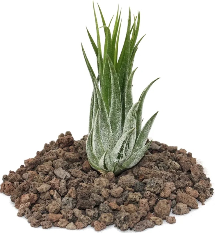 زهره فریدونی گودرزی