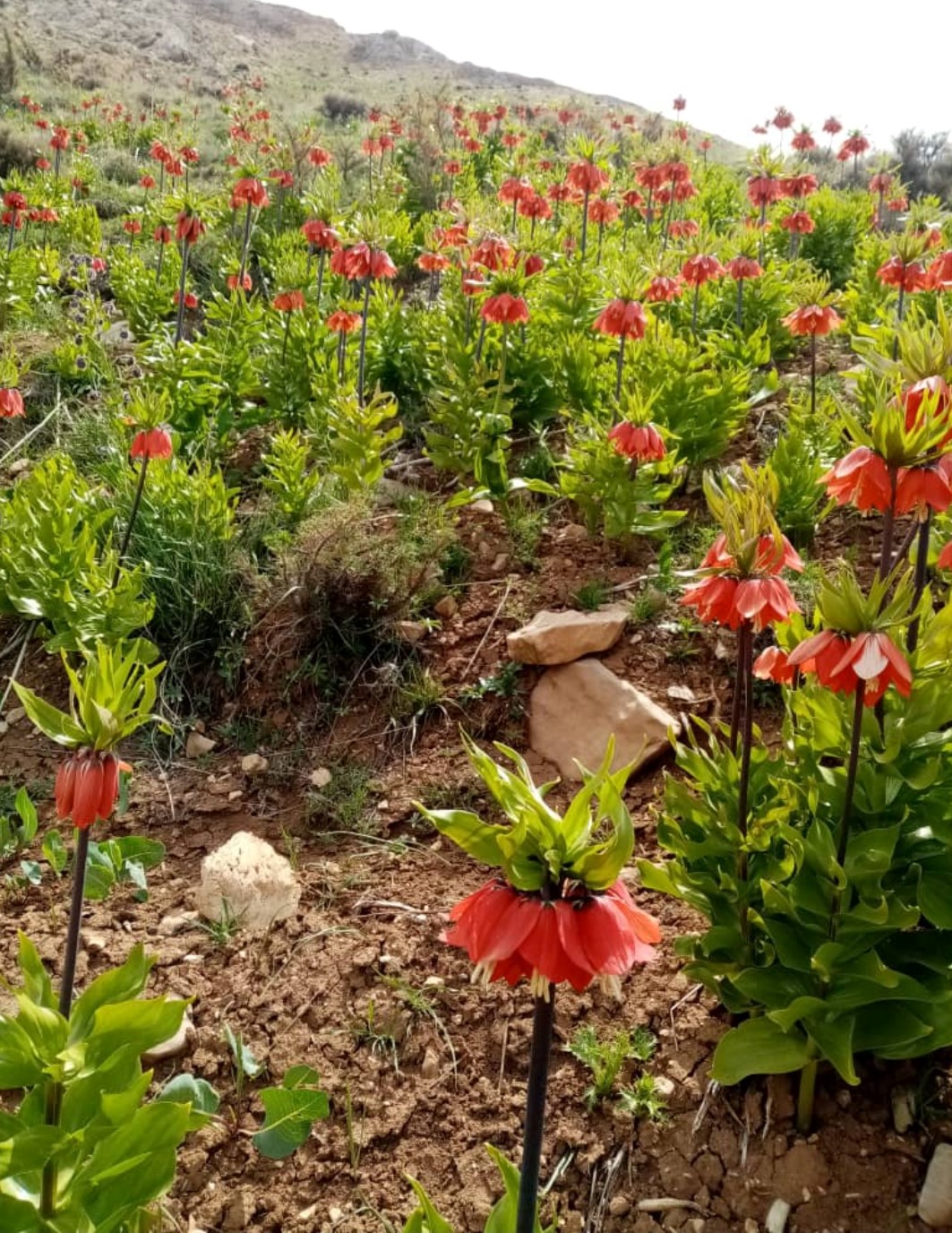 بومگردی ایران بانو