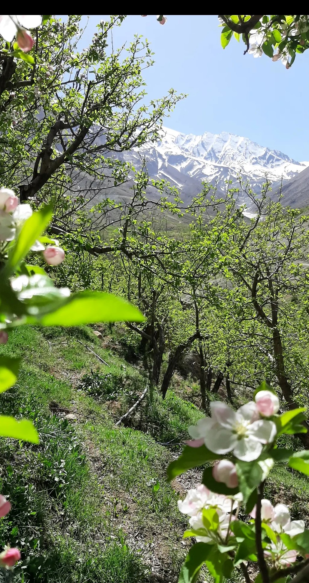 بومگردی ایران بانو