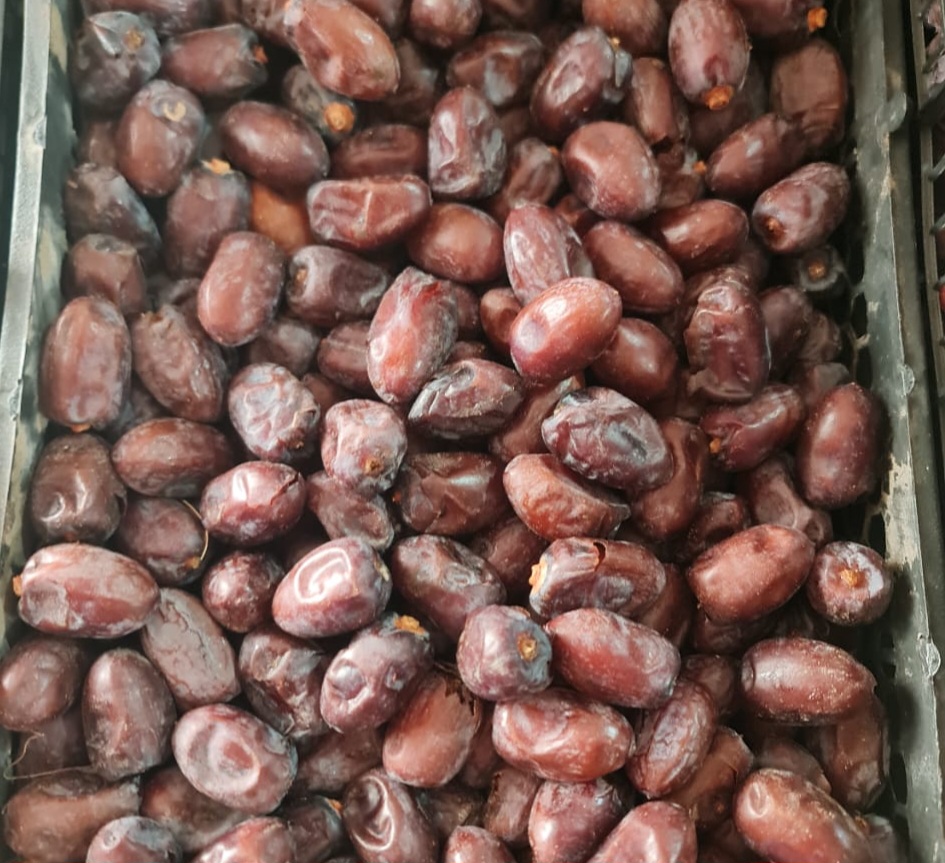 خرمای کلوته ومضافتی میانچیل ایران