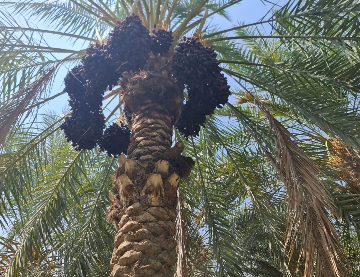 خرمای کلوته ومضافتی میانچیل ایران
