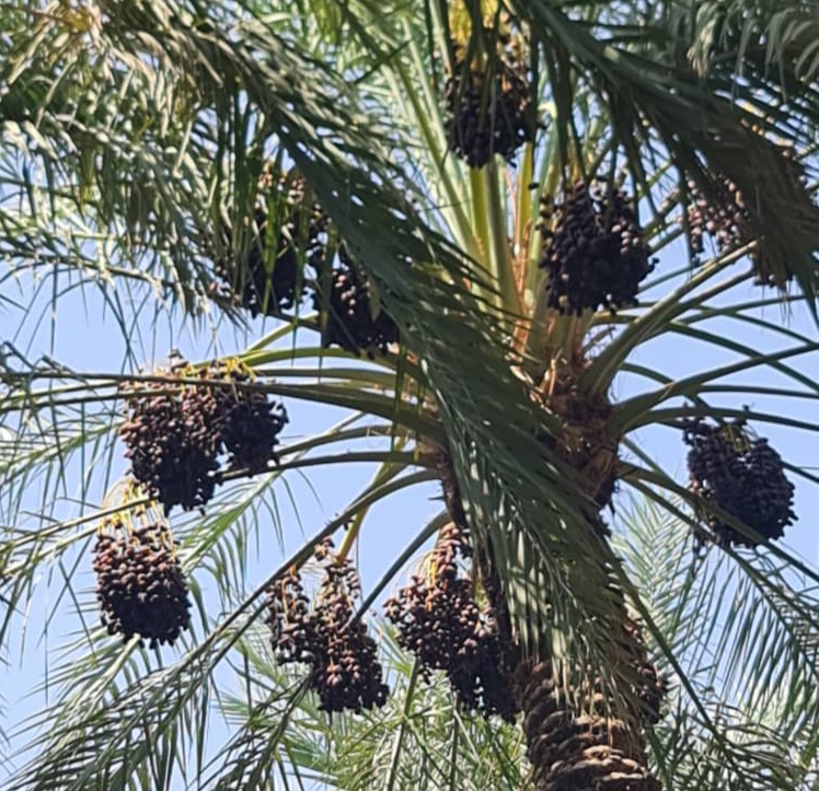خرمای کلوته ومضافتی میانچیل ایران