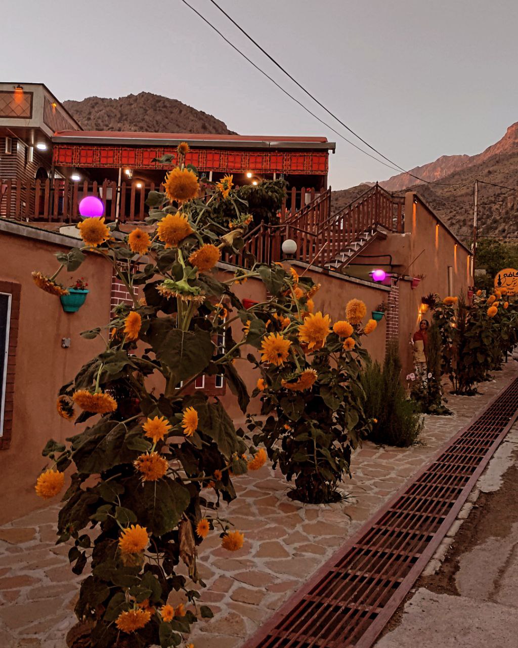 بومگردی سیسخت