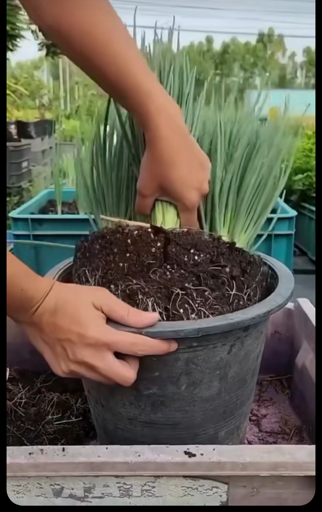 فروش سموم کشاورزی در کرمانشاه 