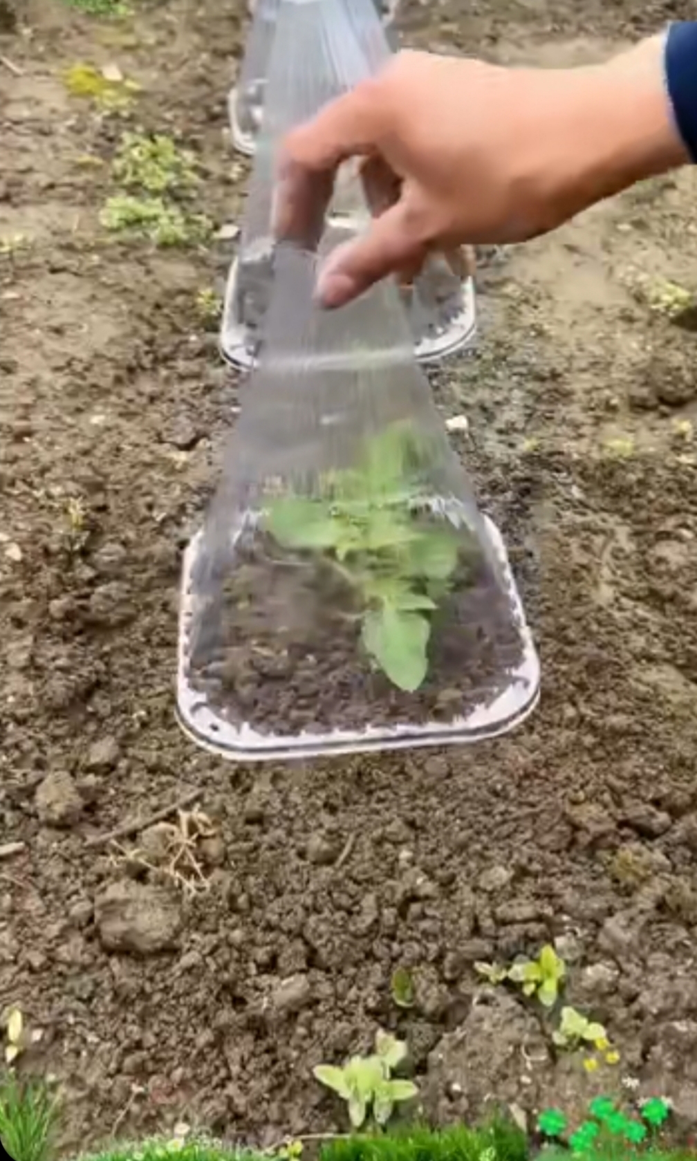 فروش سموم کشاورزی در

 کرمانشاه 