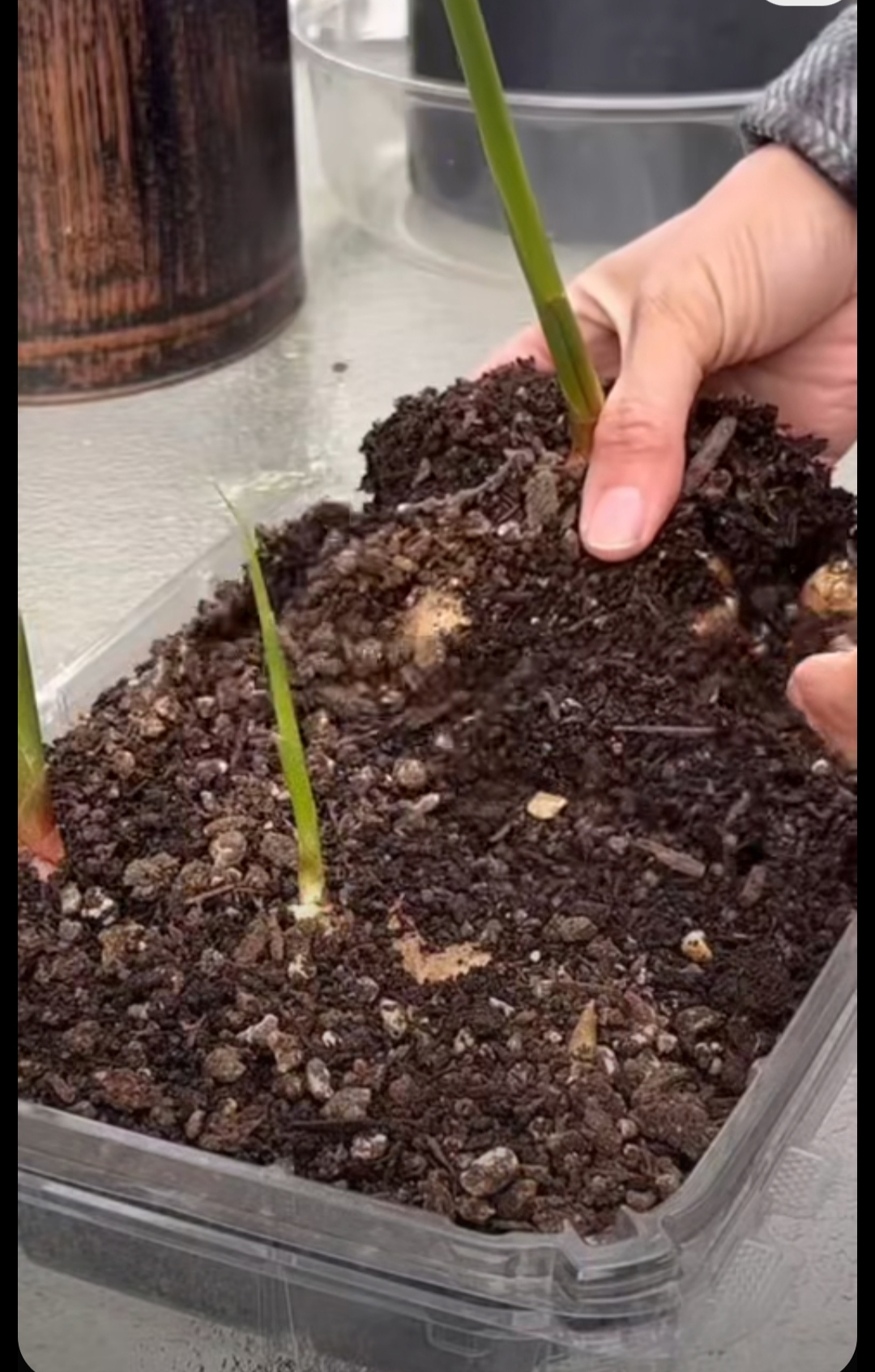 فروش سموم کشاورزی در

 کرمانشاه 