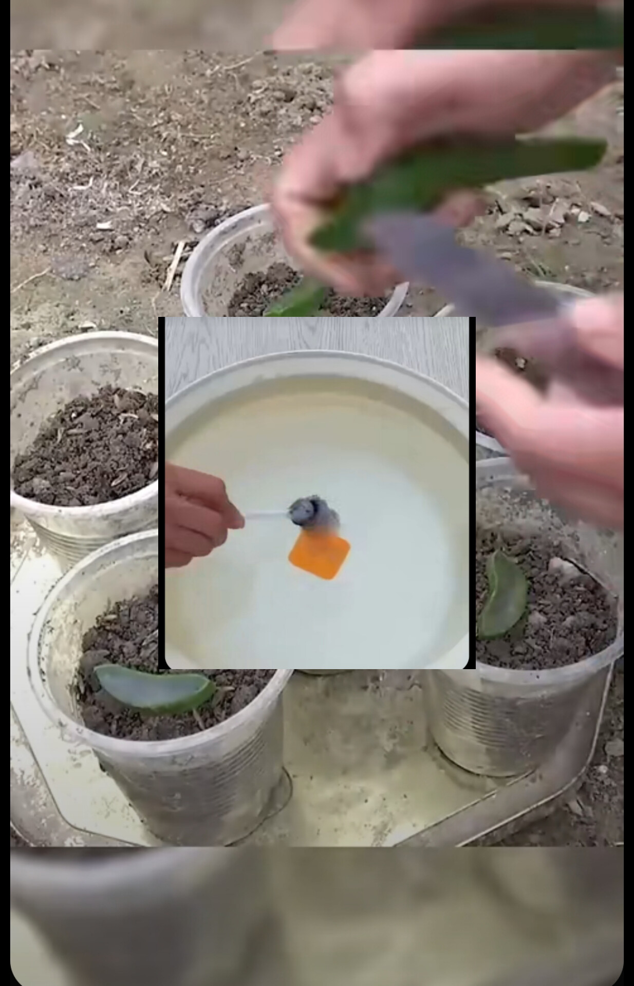 فروش سموم کشاورزی در کرمانشاه 