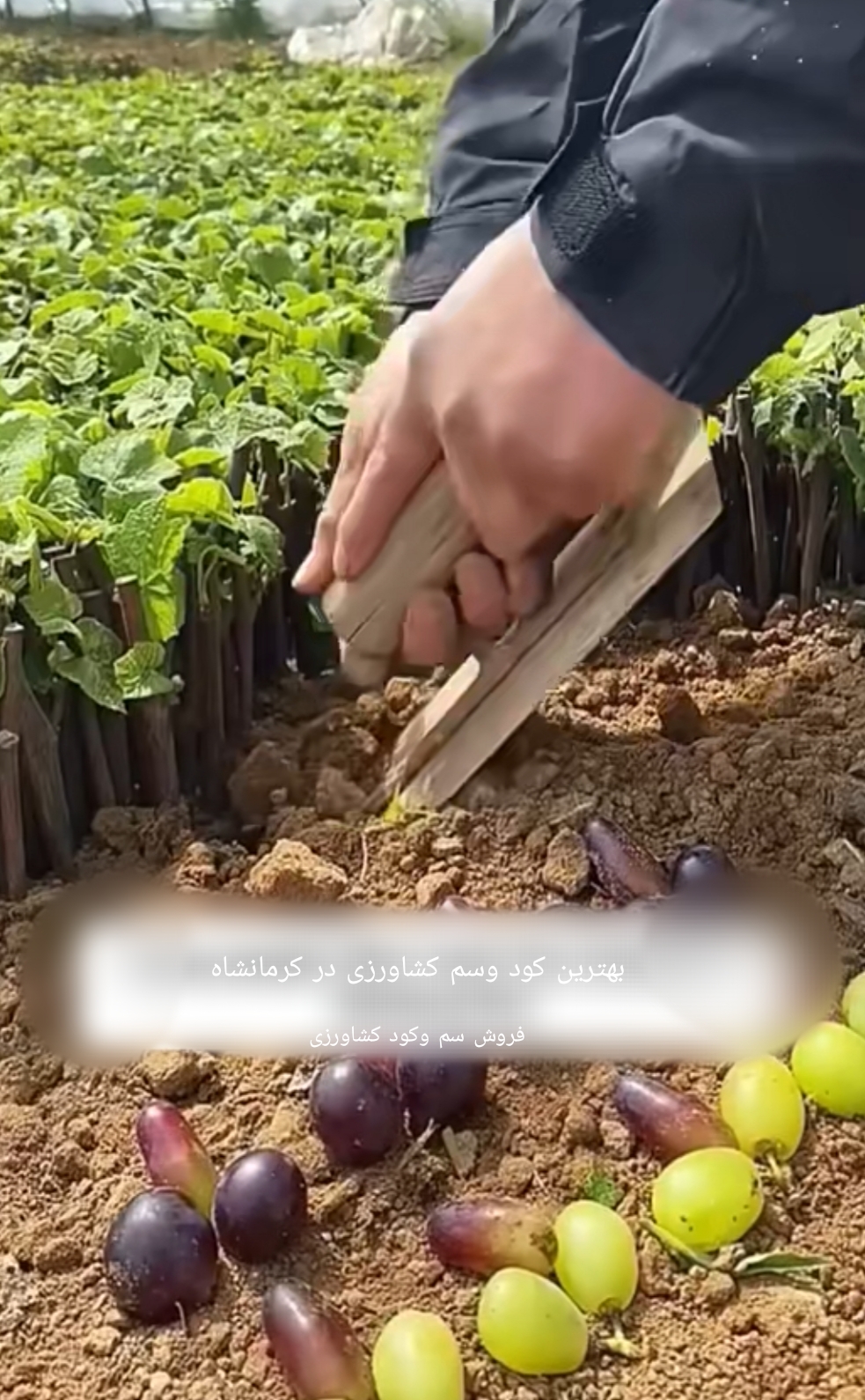 فروش سموم کشاورزی در

 کرمانشاه 