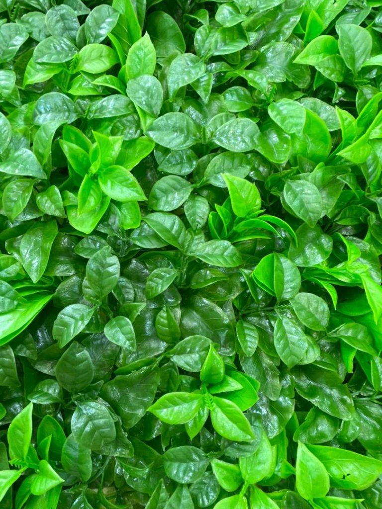 فنس چمنی در رشت