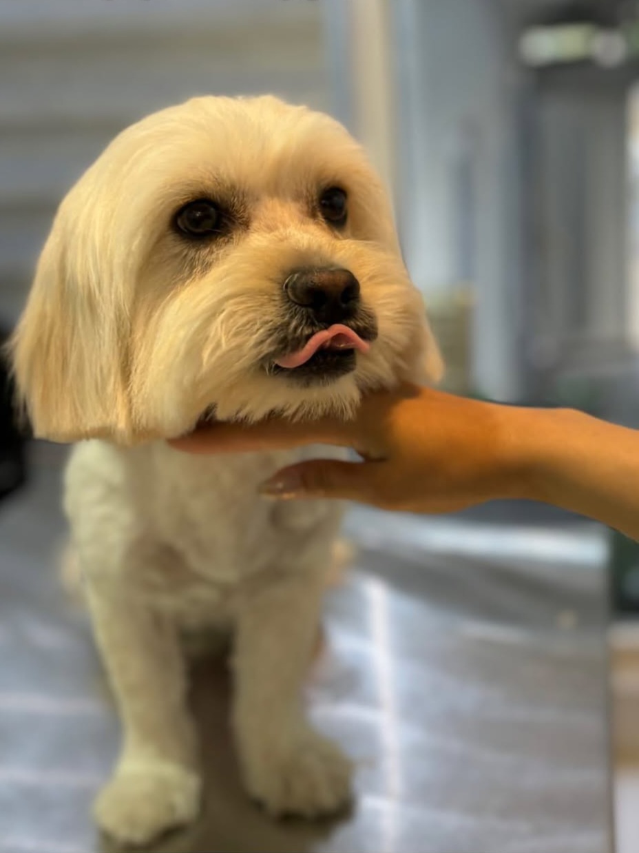 پت شاپ پاسداران