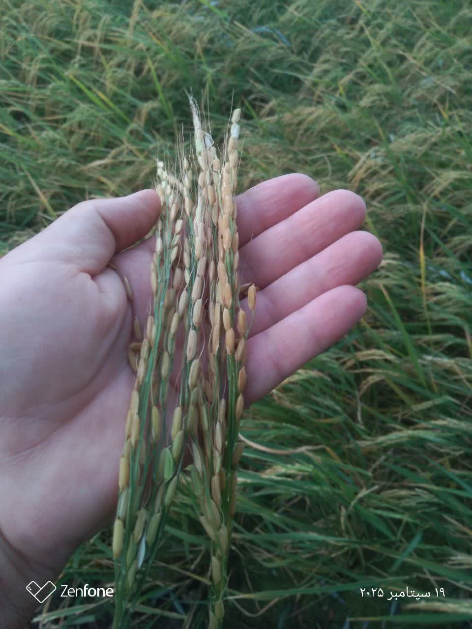 برنج فروشی در بروجرد