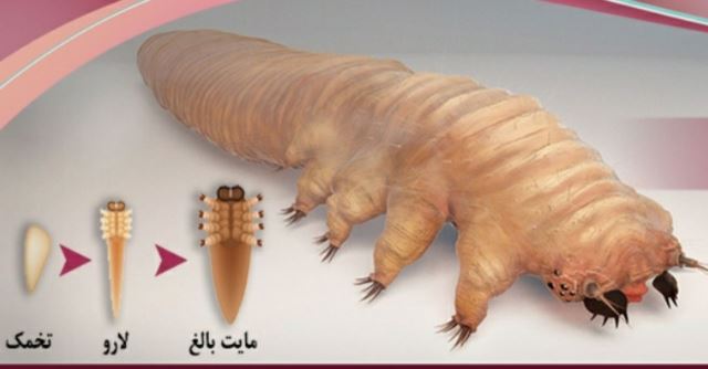 دکتر سیده رابعه روحانی