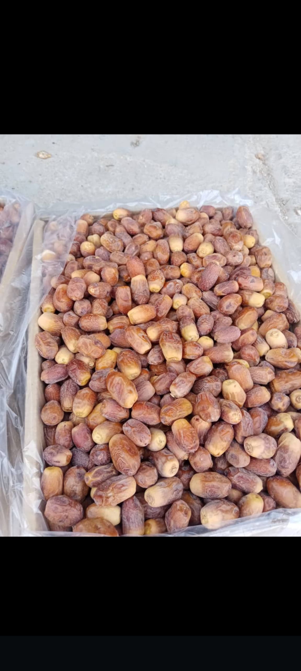 خرما زاهدی