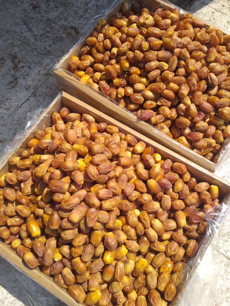 خرمای صادراتی