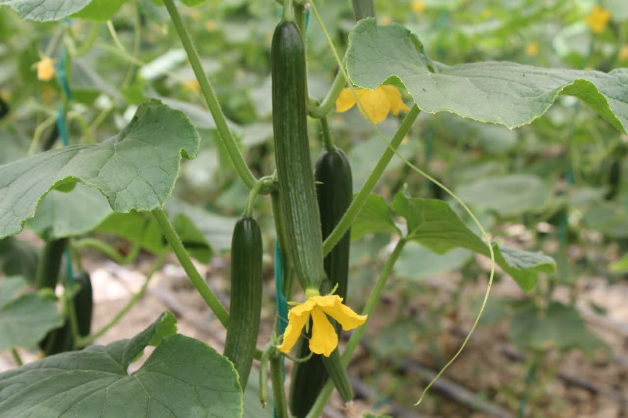 خرید و فروش بذر هیبرید خیار