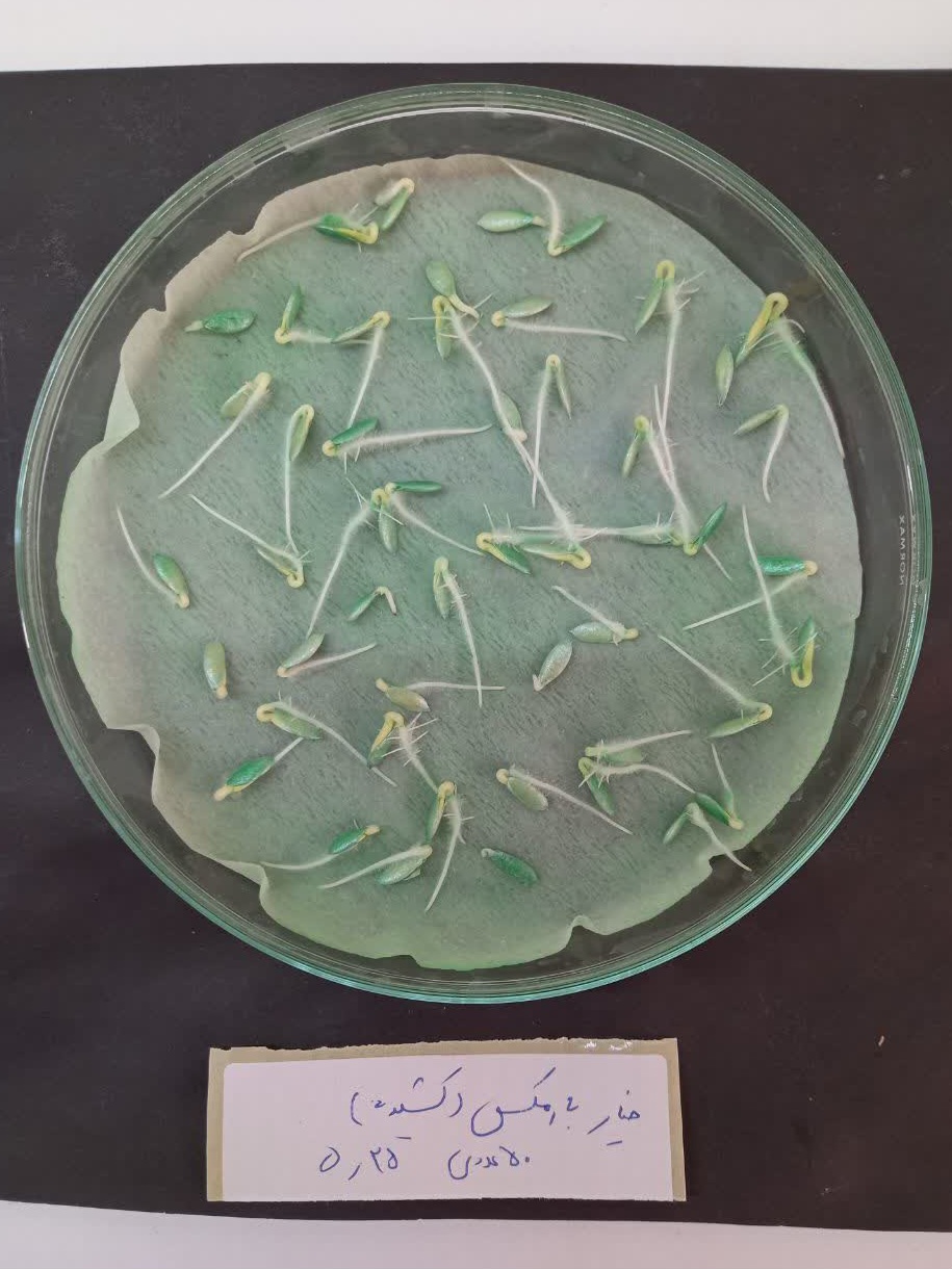 فروش عمده بذر هیبرید خیار