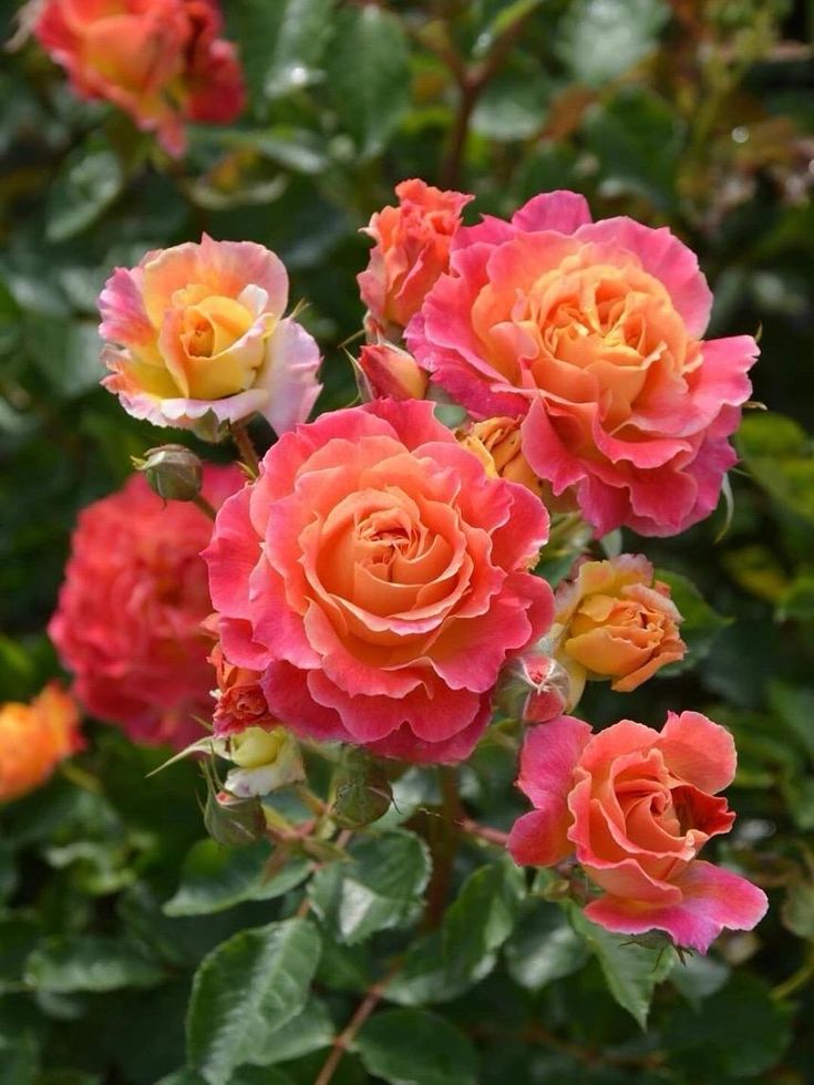 خرید و فروش بذر گل های زینتی