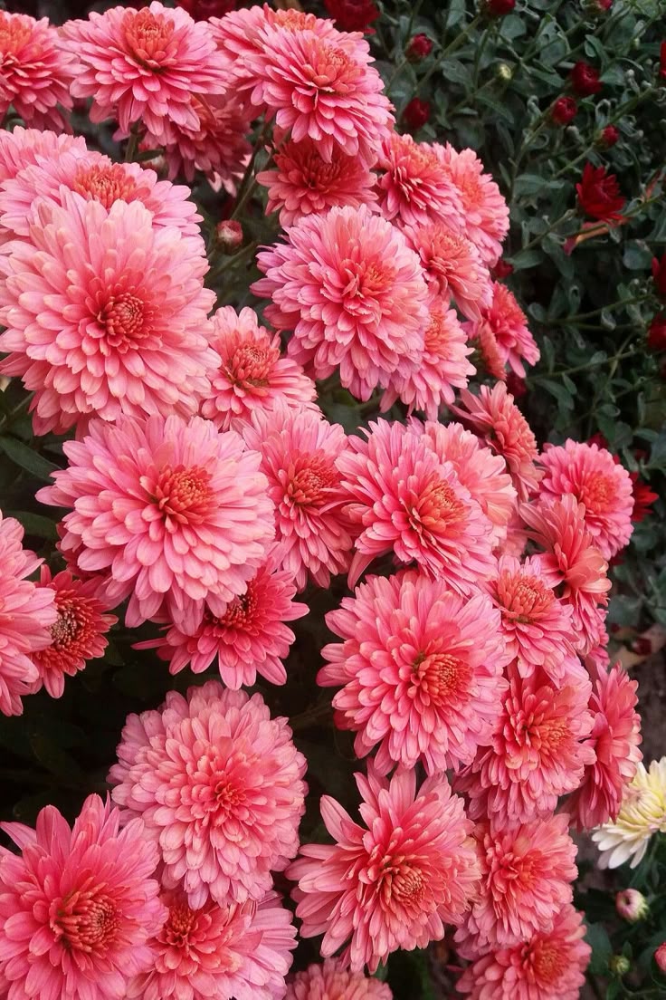 خرید و فروش بذر گل های زینتی