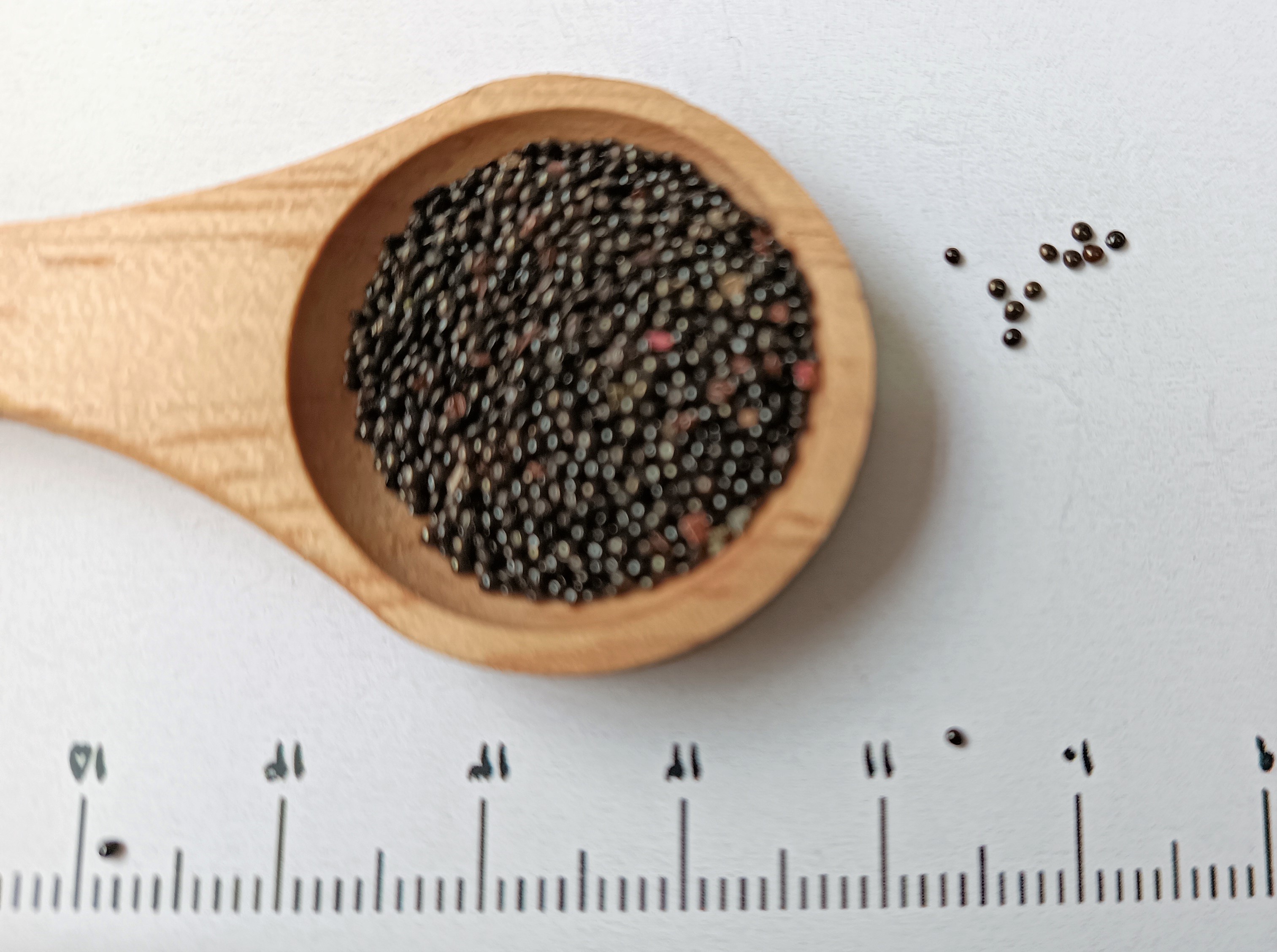 امارانتوس