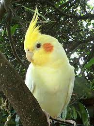 خرید عروس هلندی