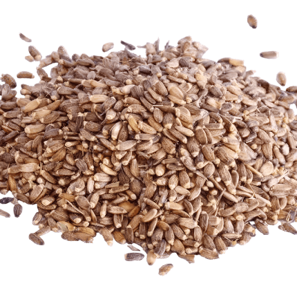 خرید دان پرنده